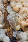 Ductifera pululahuana image