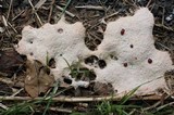 Fuligo septica image