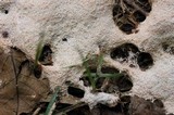 Fuligo septica image