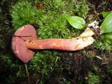 Chalciporus pseudorubinellus image