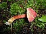 Chalciporus pseudorubinellus image