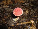 Chalciporus pseudorubinellus image
