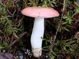 Russula silvicola image