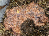 Fuligo septica image