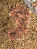 Fuligo septica image