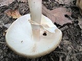 Amanita rubescens var. rubescens image