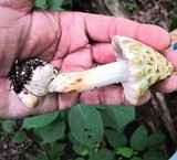 Coprinopsis variegata image