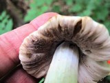 Coprinopsis variegata image