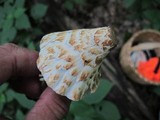Coprinopsis variegata image