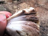 Coprinopsis variegata image