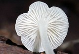 Hemimycena cucullata image