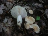 Calocybe gambosa image