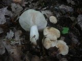 Calocybe gambosa image