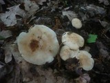 Calocybe gambosa image