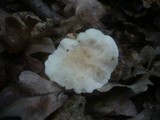Calocybe gambosa image