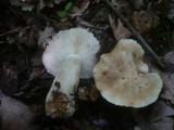 Calocybe gambosa image