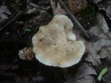 Calocybe gambosa image