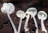 Hemimycena cucullata image