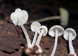 Hemimycena cucullata image