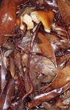 Phaeocollybia radicata image