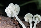 Hemimycena cucullata image