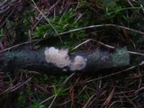 Radulomyces confluens image