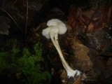 Gymnopus hariolorum image