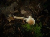 Gymnopus hariolorum image