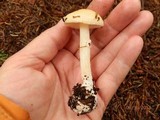 Amanita praecox image