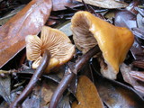 Phaeocollybia radicata image