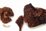 Marasmiellus subnigricans image