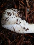 Amanita praecox image