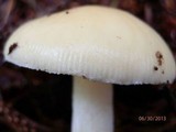 Amanita praecox image