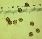 Lactarius psammicola f. glaber image
