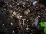 Mycena leptocephala image