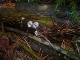 Mycena purpureofusca image