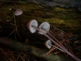 Mycena purpureofusca image