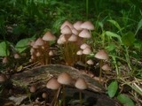 Mycena renati image