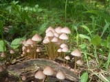 Mycena renati image