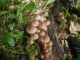 Mycena renati image