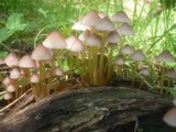 Mycena renati image
