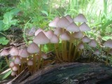 Mycena renati image