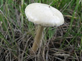 Agrocybe molesta image