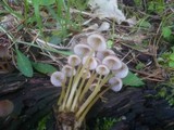 Mycena renati image
