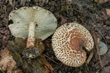 Echinoderma asperum image