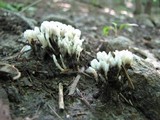 Tremellodendron pallidum image