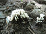 Tremellodendron pallidum image