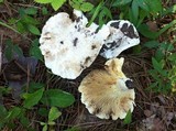 Lactarius subvellereus image
