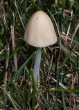 Conocybe apala image