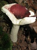 Russula mariae image